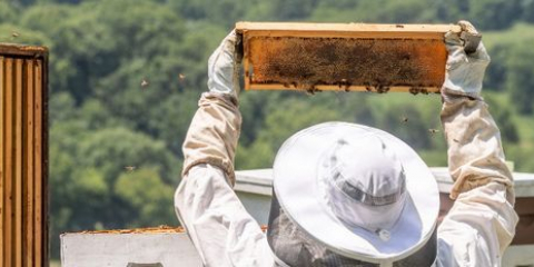 Rosselkhoznadzor hovořil o pravidlech obsahu včelí